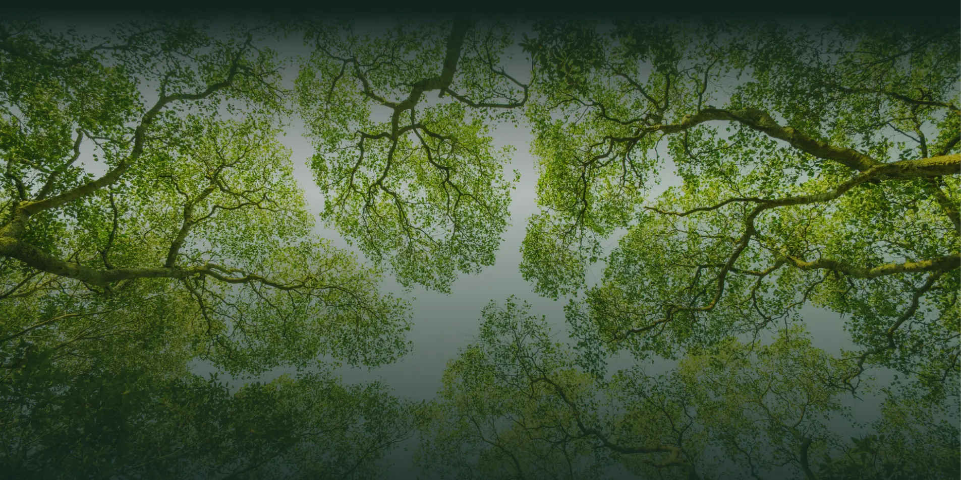 Looking up through a green tree canopy
